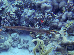 Aulostomus maculatus