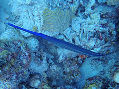 Aulostomus maculatus