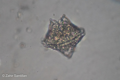 Miozoa