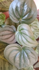 Peperomia argyreia