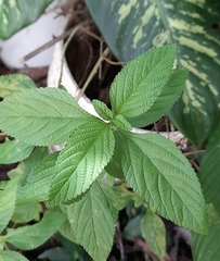 Sida rhombifolia