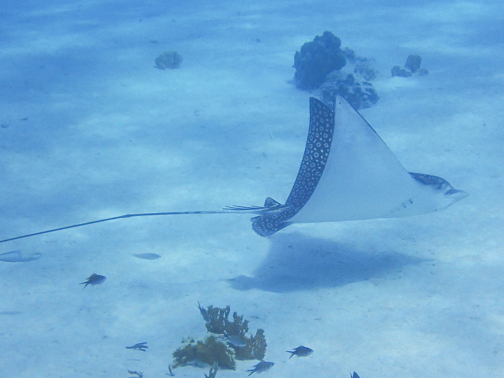 Spotted Eagle Ray in November 2022 by David Kaposi. foraging - it made ...