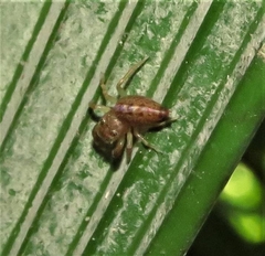 Bavia sexpunctata
