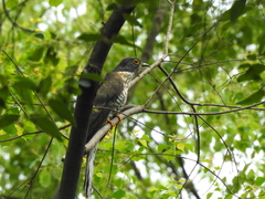 Hierococcyx sparverioides