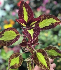 Coleus scutellarioides