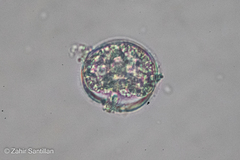 Miozoa