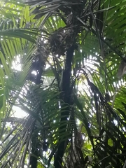 Arecoideae