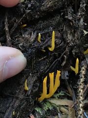 Calocera viscosa