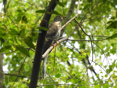 Hierococcyx sparverioides