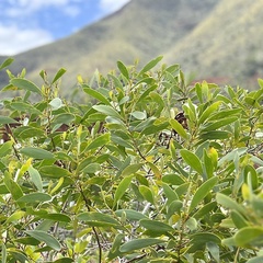Acacia spirorbis