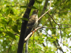 Hierococcyx sparverioides