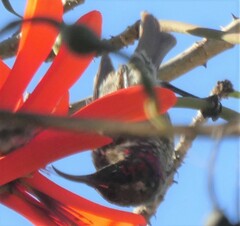 Chalcomitra senegalensis