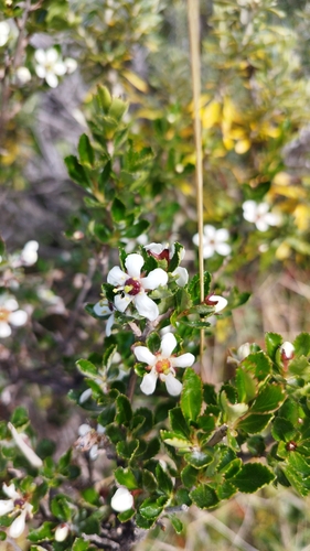 Escallonia serrata (Escallonia serrata)