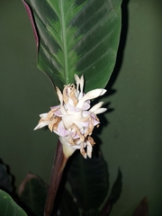 Goeppertia warszewiczii