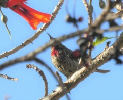 Chalcomitra senegalensis