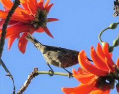 Chalcomitra senegalensis