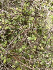 Coprosma