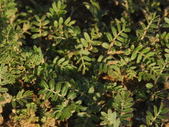 Tribulus terrestris