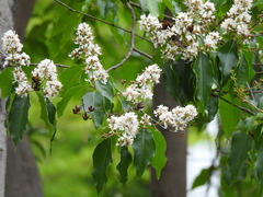 Lagerstroemia fordii