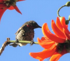 Chalcomitra senegalensis