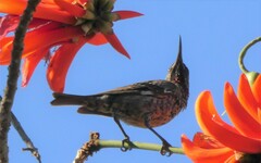 Chalcomitra senegalensis