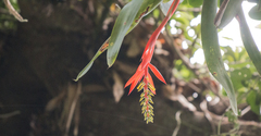 Aechmea nudicaulis