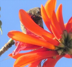 Chalcomitra senegalensis