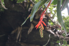 Aechmea nudicaulis
