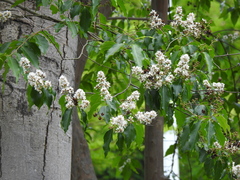 Lagerstroemia fordii