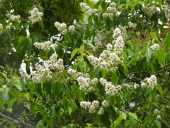 Lagerstroemia fordii