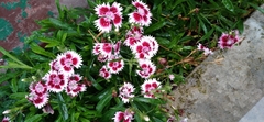Dianthus plumarius