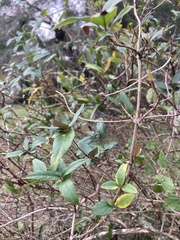 Gelsemium sempervirens