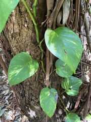 Epipremnum