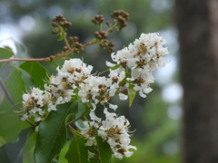Lagerstroemia fordii