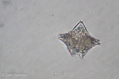 Miozoa