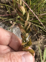 Comandra umbellata umbellata