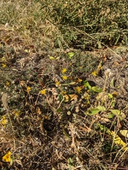 Xanthisma spinulosum