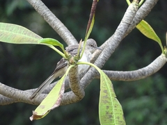 Tyrannidae