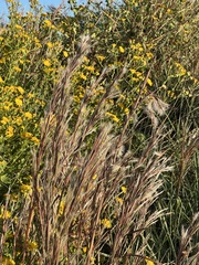 Schizachyrium littorale