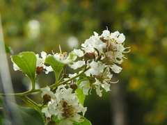 Lagerstroemia fordii