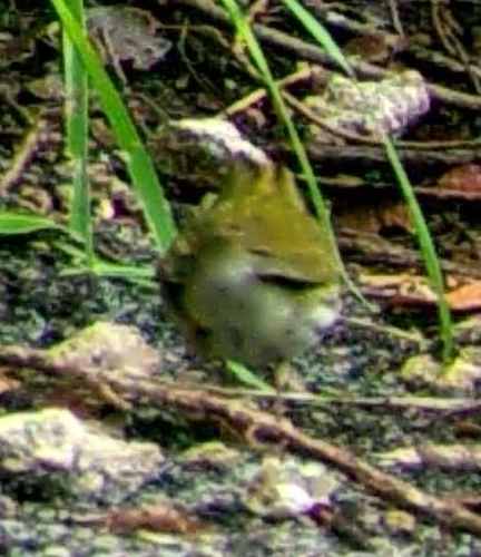 Seiurus aurocapilla image