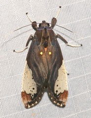 Bertholdia flavidorsata