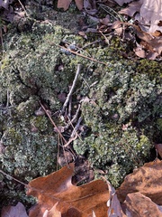 Cladonia grayi