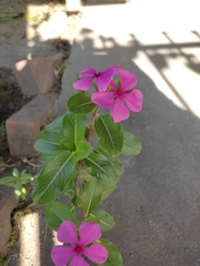 Catharanthus roseus image