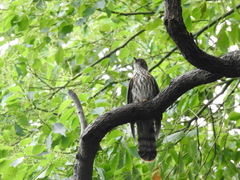 Hierococcyx nisicolor