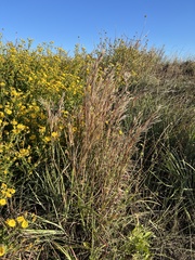 Schizachyrium littorale