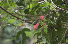 Passifloraceae