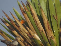 Icterus bullockii