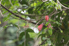 Passifloraceae