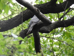 Hierococcyx nisicolor